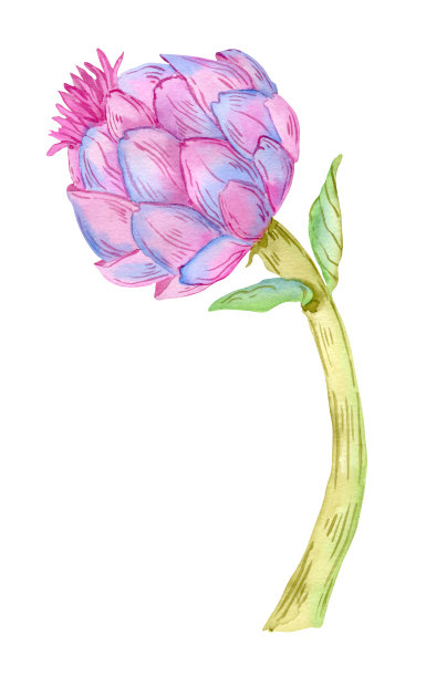 洋蓟植物插图孤立在白色背景。水彩花卉植物画。图片下载