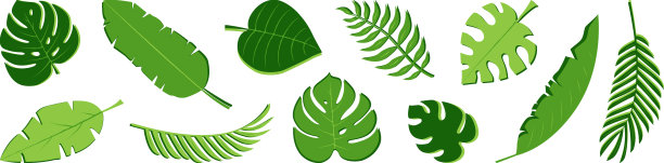 绿色棕榈叶图标夏天丛林设置图片下载