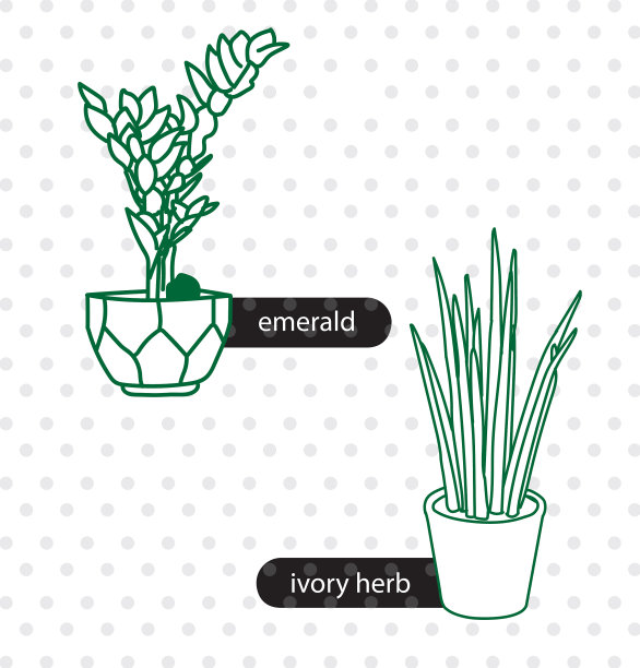 翡翠象牙草图片下载