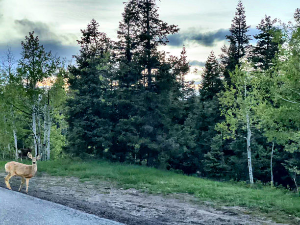 野生动物风景-库存照片图片下载