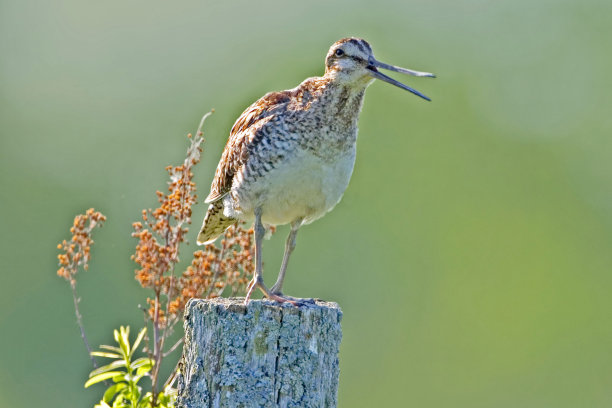 威尔逊的鹬，加利纳戈熟食，展示后图片下载