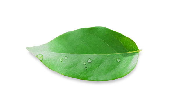 绿叶与水滴孤立在一个白色背景包括修剪路径。图片下载