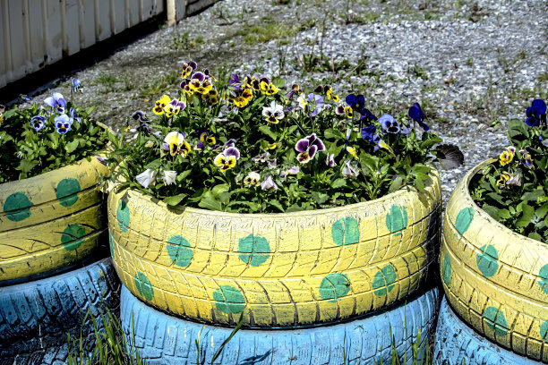 花坛上鲜艳鲜艳的三色堇图片下载