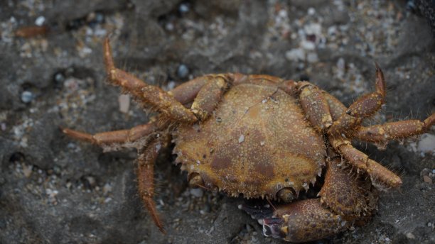 地中海岸边岩石上的一只螃蟹图片下载