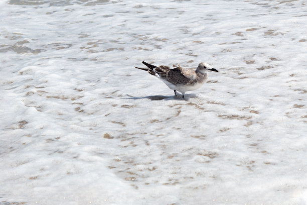 一只孤零零的海鸥站在低潮的海面上图片下载