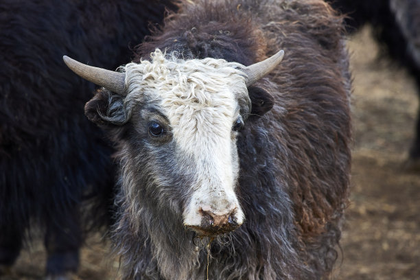 一头长着角的牦牛近距离地看图片下载