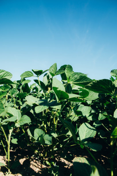 大豆植物。蓝天下大豆田的特写图片下载