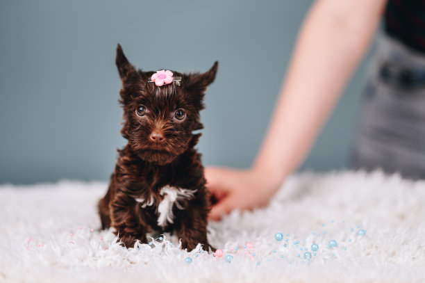 白色垫子上的白胸约克郡犬的巧克力小狗。狗女孩头上戴着花图片下载