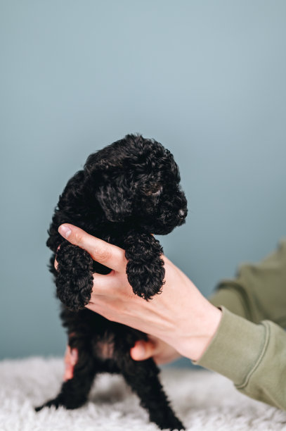 在一只小狗的手中蓝色背景的黑色玩具贵宾犬看着一边。图片下载