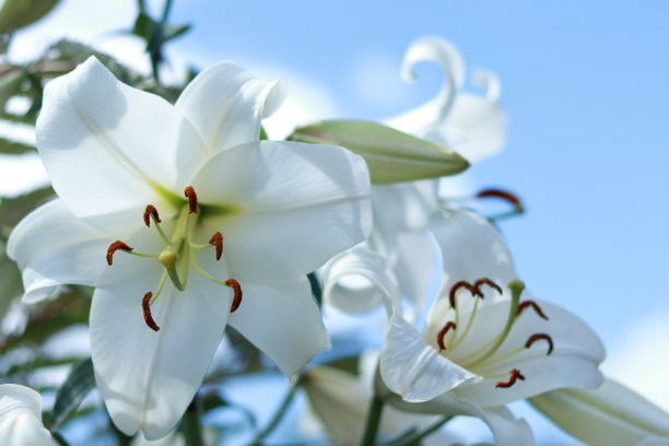白色白百合花。白色百合在蓝天上盛开的特写。蓝色背景上的百合花。美丽的百合Candidum花在蓝色的背景。复活节百合的花图片下载