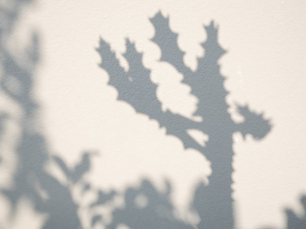 阴影仙人掌植物叶子纹理的极简主义背景水泥背景模拟图片下载