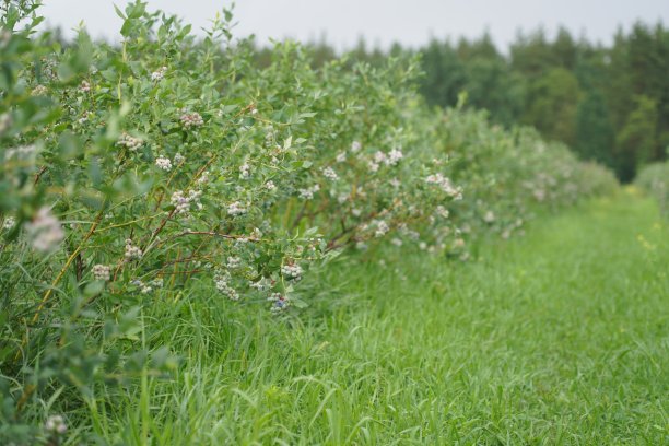 蓝莓庄园。有蓝莓灌木的田地。灌木丛里的浆果。图片下载