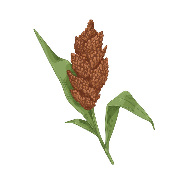 高粱田间植物带花粒佳酿图片下载