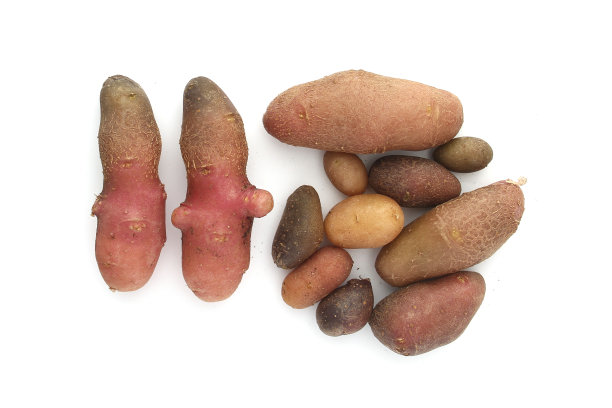 利用气培技术生产马铃薯无病块茎的不同品种图片下载