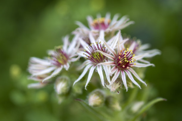 类似太平洋植物花，野花宏，特写。图片下载