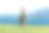 灰色袋鼠在绿色草地惠特海景观背景的近距离。野生动物的概念图片下载