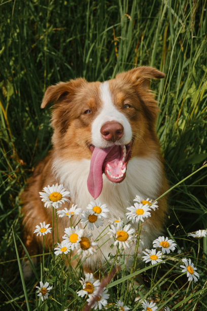 宠物在自然界的概念。澳大利亚人在野地上笑着，伸出舌头。澳大利亚牧羊犬的肖像，棕色和白色的颜色在洋甘菊花在夏天。图片下载