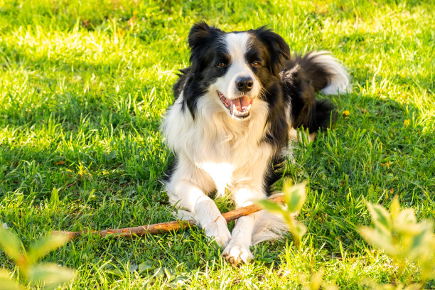 宠物的活动。可爱的小狗狗边境牧羊犬躺在草地上嚼棍子。宠物狗在阳光明媚的夏天，在户外有趣的脸。宠物护理和有趣的动物生活理念。图片下载