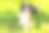 宠物的活动。可爱的小狗狗边境牧羊犬躺在草地上嚼棍子。宠物狗在阳光明媚的夏天，在户外有趣的脸。宠物护理和有趣的动物生活理念。图片下载