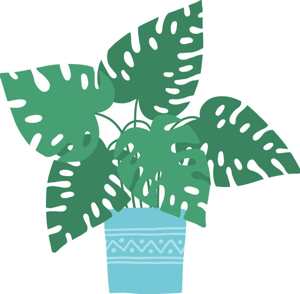 热带室内盆栽榕树图片下载