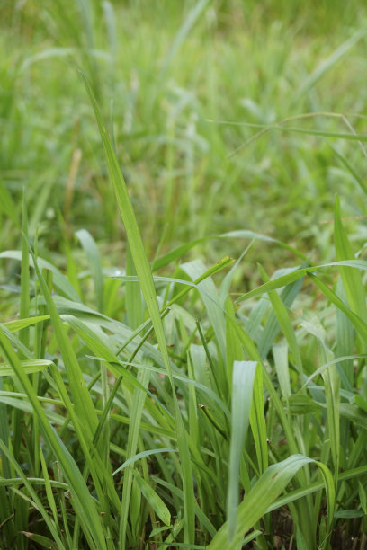 浓密的草地图片下载