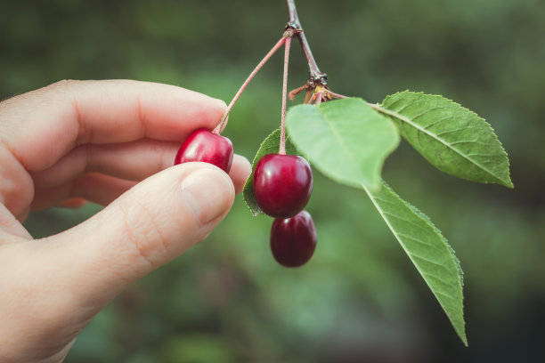 手从树上摘下一颗樱桃图片下载