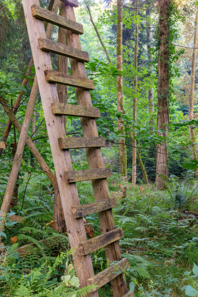 木梯在森林-成功的概念。HDR图片下载