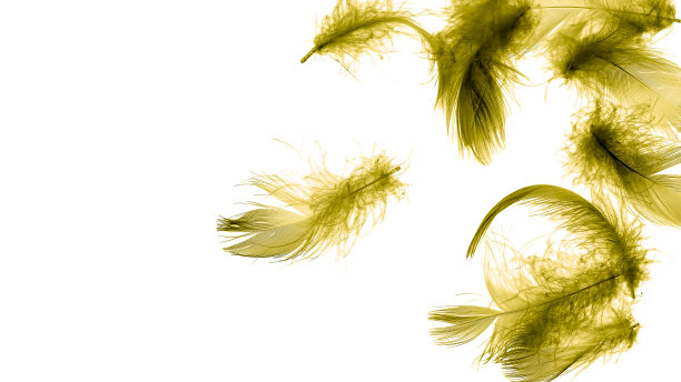 金色的鸭子羽毛在白色孤立的背景图片下载