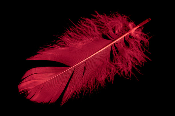 黑色孤立背景上的一根红鹅毛图片下载