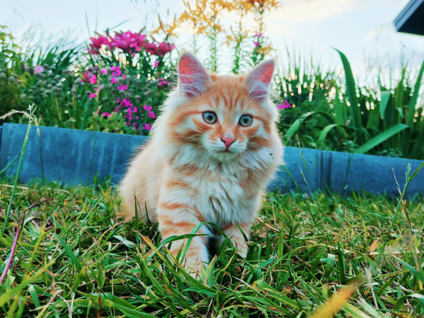 在明亮的花朵和夕阳的映衬下，一只红色的毛茸茸的小猫走在街上。图片下载