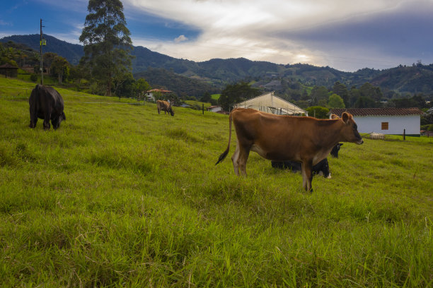 牛在草地上吃草图片下载