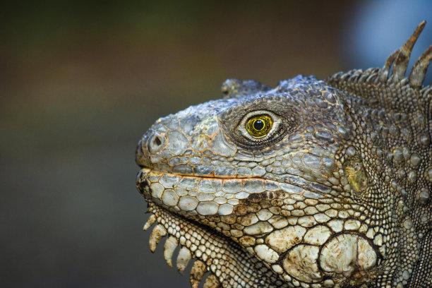 自然界中的鬣蜥(蜥脚类)图片下载