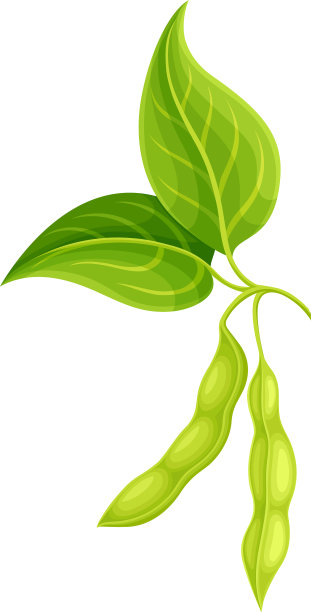 绿荚大豆，豆科可食种子图片下载