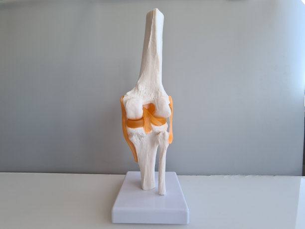 医用人工膝关节模型图片下载