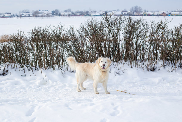 大型白色拉布拉多金毛猎犬在冬季景观在雪地上奔跑。图片下载