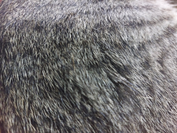 猫的皮毛呈灰色图片下载