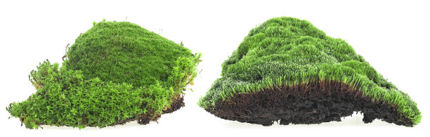 在白色背景上孤立的绿色森林苔藓的收集。长满青苔的山丘。图片下载