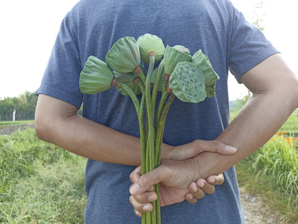 手里拿着绿色的莲子图片下载