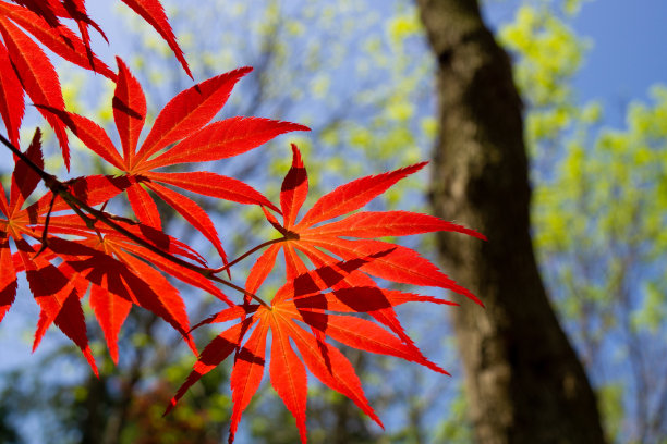 蓝天下的枫叶和红叶的特写照片图片下载