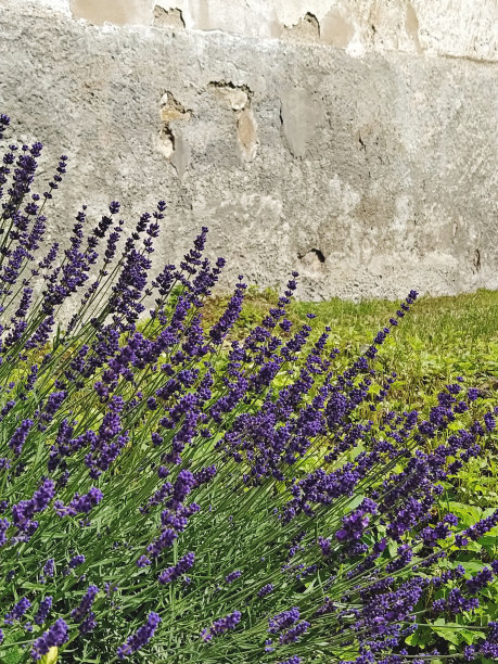 花园里后院开花的薰衣草丛。薰衣草栽培及园艺护理图片下载