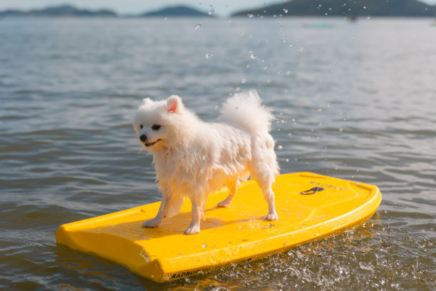 冲浪的小狗图片下载