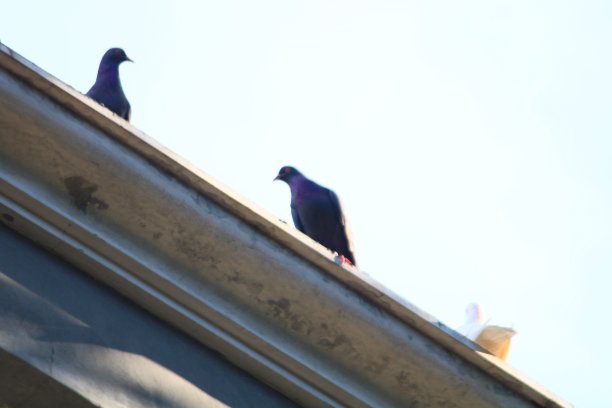 鸽子栖息在屋顶上图片下载