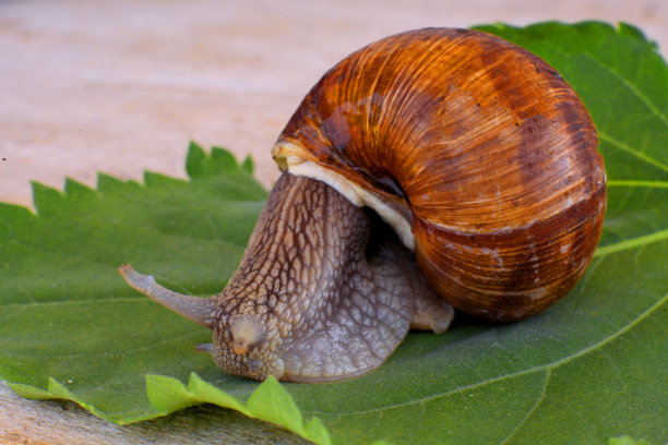 生态蜗牛。种植葡萄蜗牛的农场。葡萄叶子上的蜗牛特写。图片下载