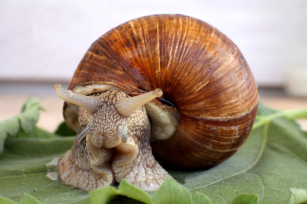 生态蜗牛。种植葡萄蜗牛的农场。葡萄叶子上的蜗牛特写。图片下载