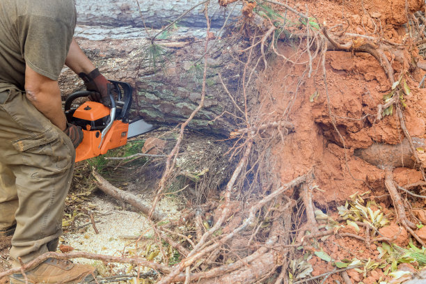 市政机构的一名雇员在一场猛烈的风暴后砍倒了一棵树图片下载