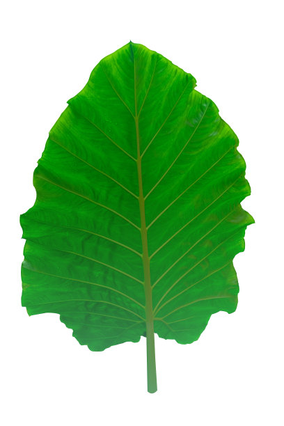 芋香叶或巨大直立象耳，奇异的热带叶。图片下载