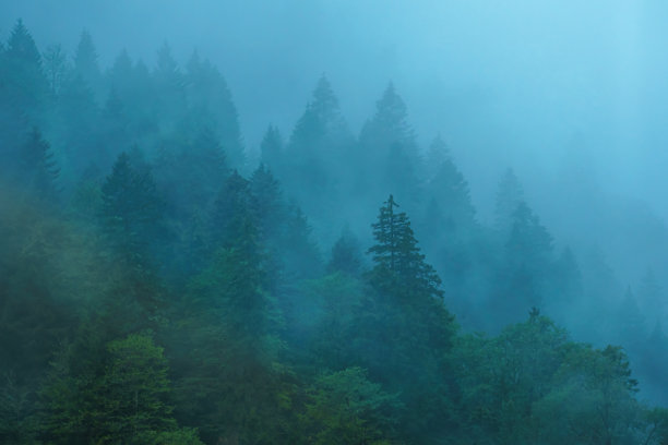 雾蒙蒙的山景与冷杉林在雨天图片下载