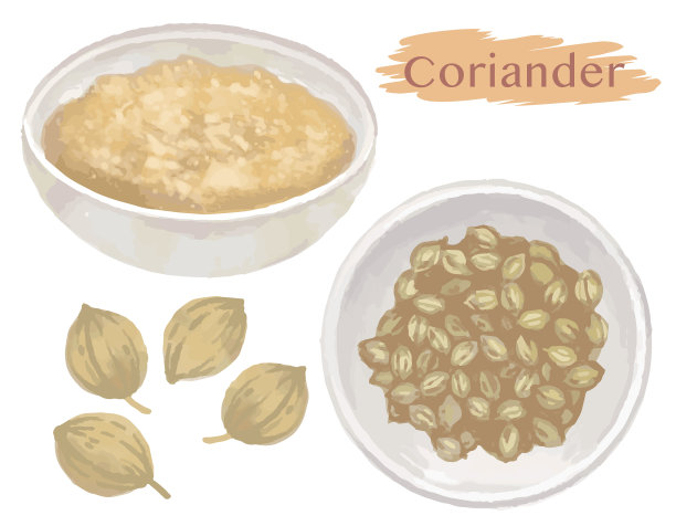 水彩香菜种子和粉。矢量插图。图片下载