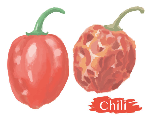 水彩哈瓦那辣椒。矢量插图。图片下载