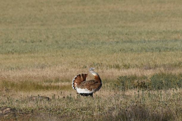 大鸨(奥蒂斯·塔达)图片下载